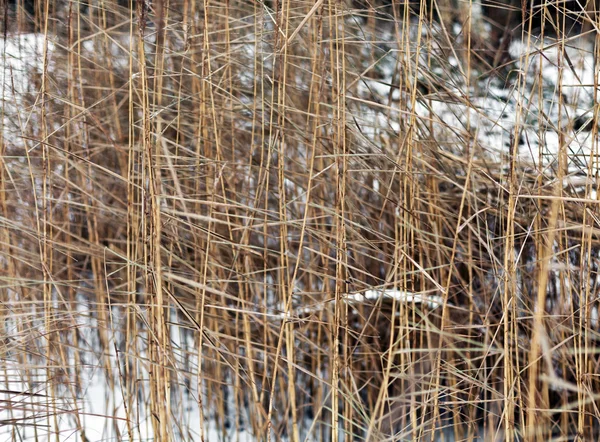 Frozen grass in sunshine — Stock Photo, Image