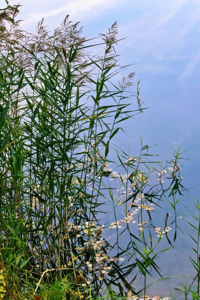 Roseaux dans l'eau — Photo