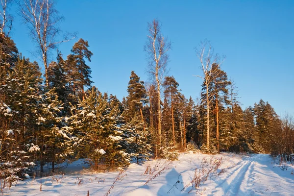 Schöner Wintersonnenuntergang — Stockfoto