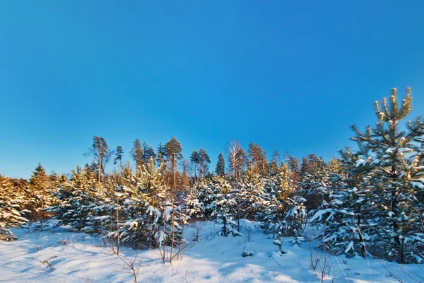 Vackra vinter sunset — Stockfoto