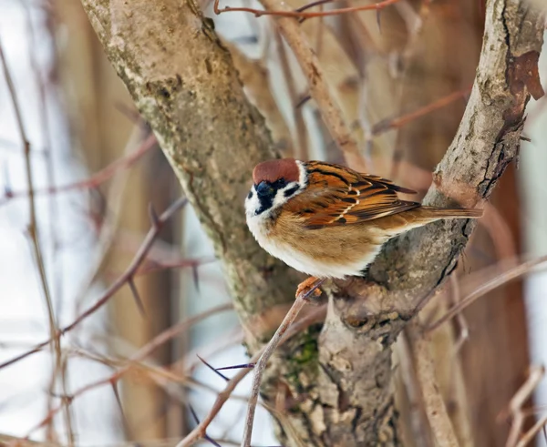 Sparrow på gren — Stockfoto