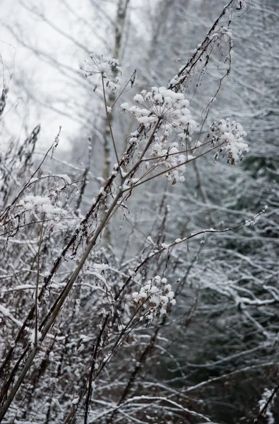 Bevroren gras in zon — Stockfoto