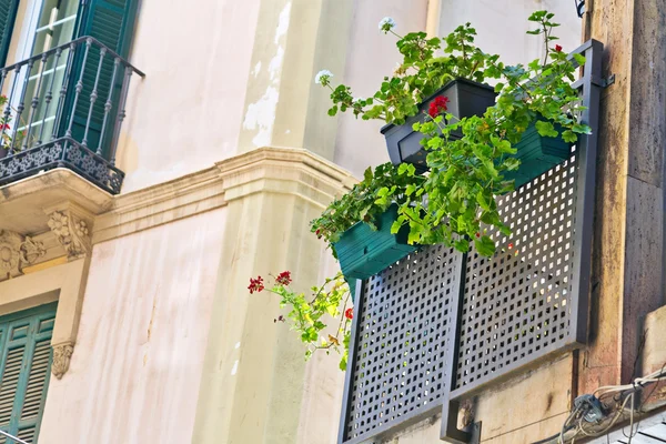 Ventana con flores — Foto de Stock