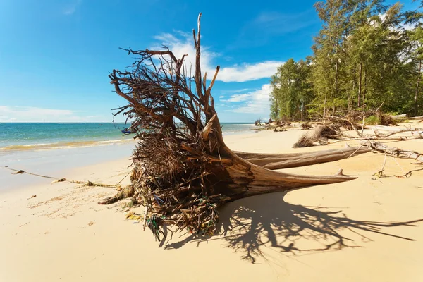 Zmarłe drzewo pnia na plaży — Zdjęcie stockowe