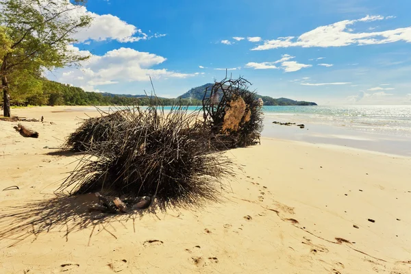 Dode boomstam op strand — Stockfoto