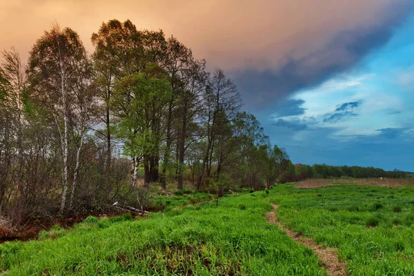 Sunset in summer field — Stock Photo, Image