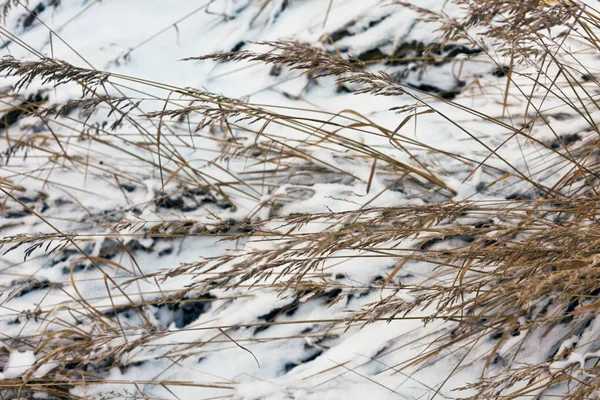 Bevroren gras achtergrond — Stockfoto