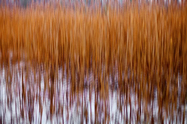 Dry reed in the winter field — Stock Photo, Image