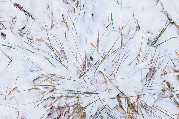 Congelato erba sfondo — Foto Stock