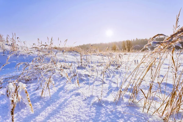 Gefrorene Graslandschaft — Stockfoto