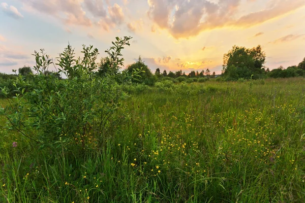 Pôr do sol no campo de verão — Fotografia de Stock