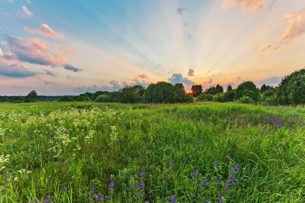 Закат в летнем поле — стоковое фото