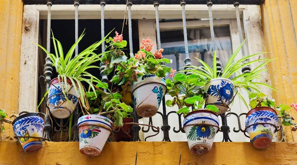 Fenster mit Blumentöpfen dekoriert — Stockfoto