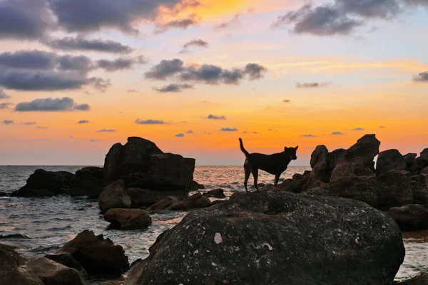 夕暮れ時のビーチの犬 — ストック写真