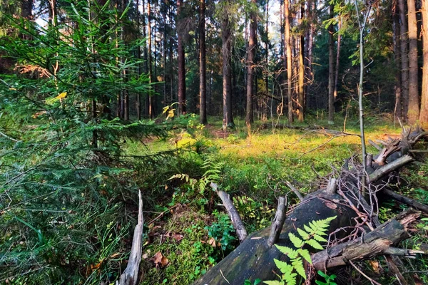 Zomer Bos landschap — Stockfoto