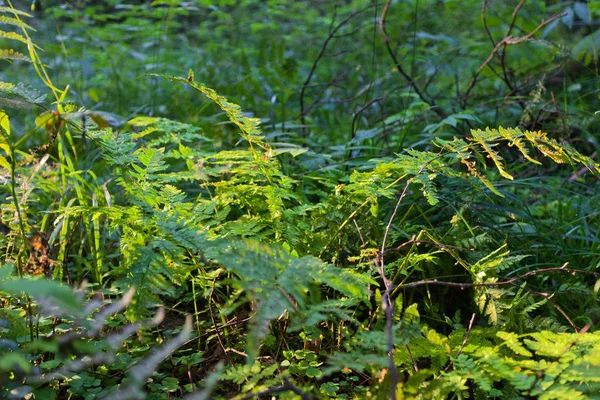 Ferneblader i skog – stockfoto