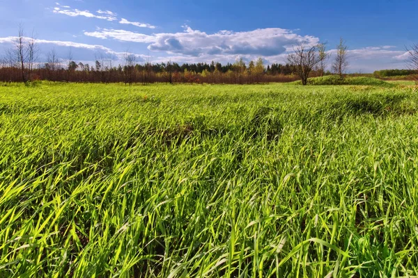 Paisagem de campo verde — Fotografia de Stock