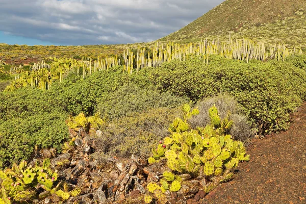 Paisagem da Ilha de Tenerife — Fotografia de Stock