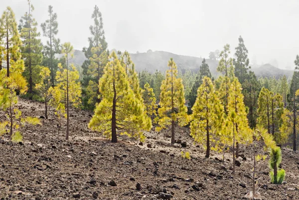 Pineta Paesaggio — Foto Stock