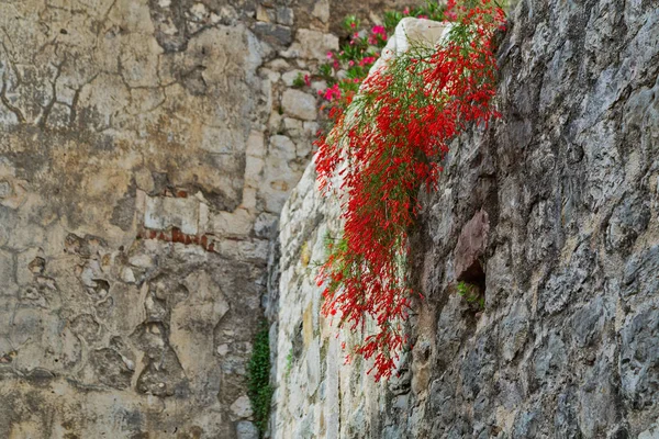 Blommor på himmel bakgrund — Stockfoto