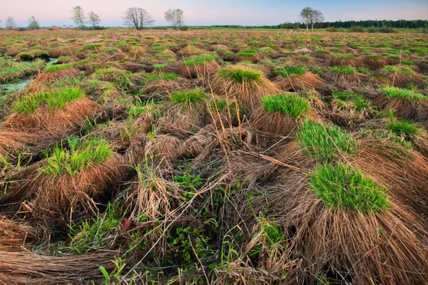 Hummocks van gras op het gebied — Stockfoto