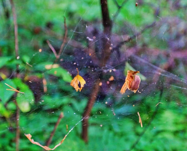 Trockene Blätter in einem Spinnennetz — Stockfoto