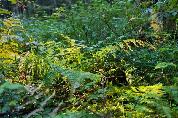 Fern ponechává krajina — Stock fotografie