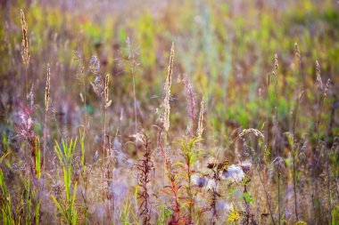 Güneş ışığında çimen