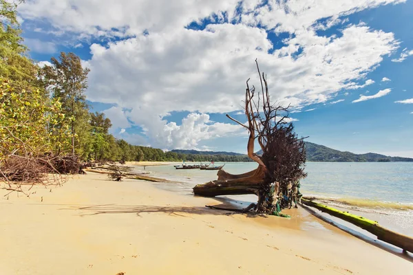 Halott fa törzse a strandon — Stock Fotó