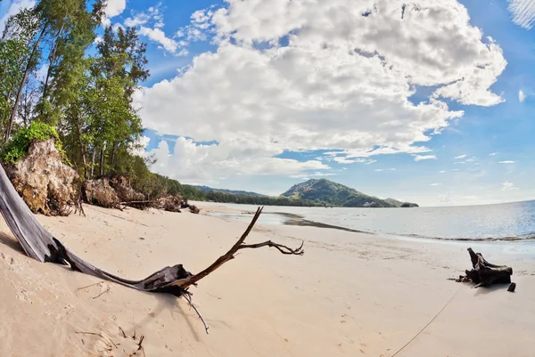 Árbol muerto en la playa —  Fotos de Stock