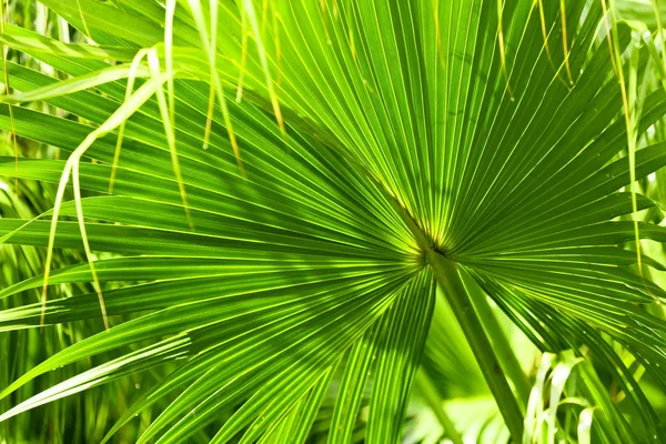 Folha de palma verde — Fotografia de Stock