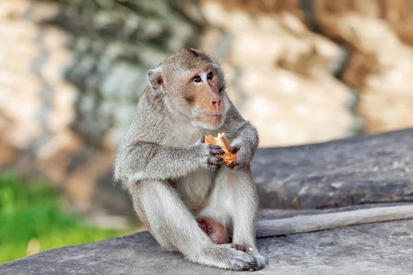 Macaco comendo pão — Fotografia de Stock