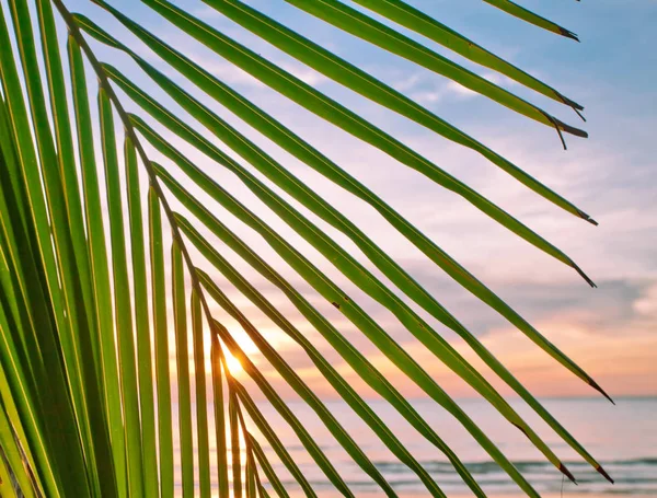 Leaves of palm on sunset — Stock Photo, Image