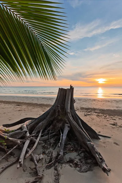 Tronco de árbol muerto en la playa tropical —  Fotos de Stock