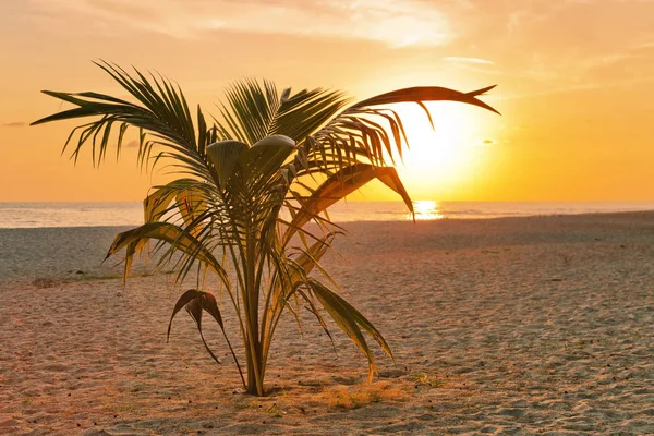 Palm on sunset background — Stock Photo, Image