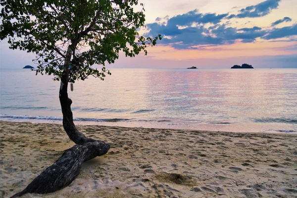 Ağaç tropikal plaj — Stok fotoğraf