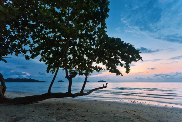 Árvore praia tropical — Fotografia de Stock