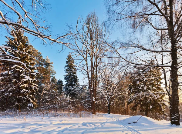 阳光冬季森林 — 图库照片
