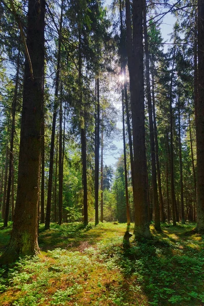 Zomer zonnige Forest — Stockfoto