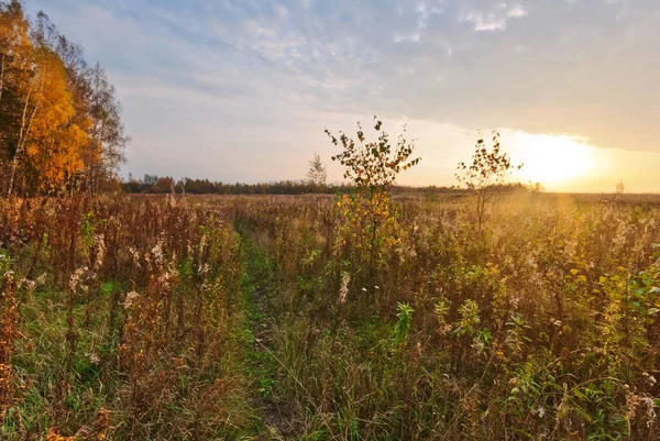 Campo autunnale soleggiato — Foto Stock