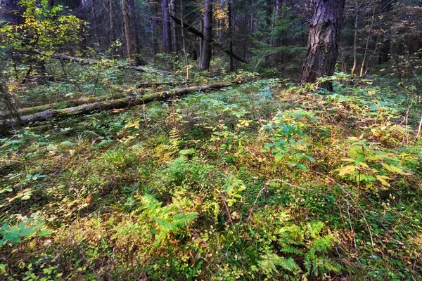 Sommaren soligt skog — Stockfoto