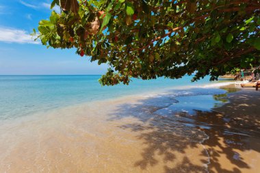 Egzotik tropikal plaj.