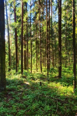 kabak çiçekleri yaprakları ile