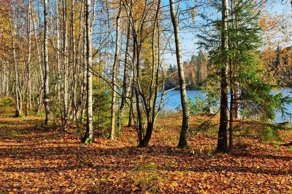 Herfst meer in de buurt van het bos — Stockfoto