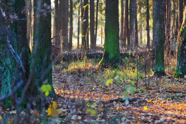 Höstens skogslandskap — Stockfoto