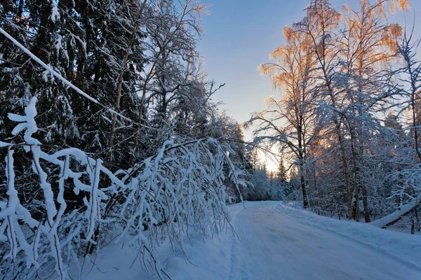 Paesaggio foresta invernale — Foto Stock