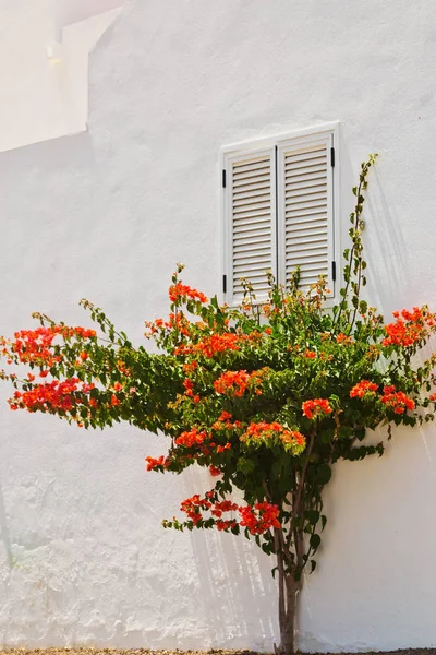 Árvore com flores na parede — Fotografia de Stock