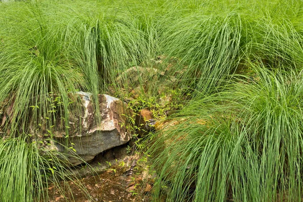 Stein i gresset – stockfoto