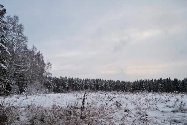 冬季领域风景 — 图库照片