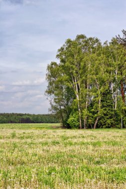 Karahindiba alan yaz 